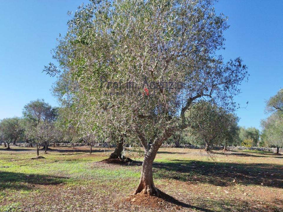 Terreno en Carovigno, Brindisi - foto 4